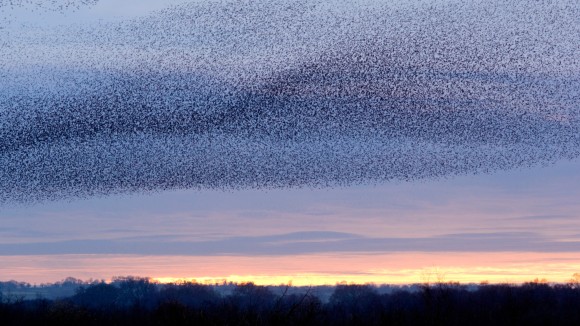 Swarm Structure Simulation preview